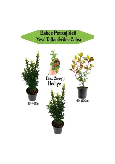Bahçe Peyzaj Seti 2 Adet Yeşil Taflan+1 Adet Alev Çalısı+ Hediye Buz Çiçeği