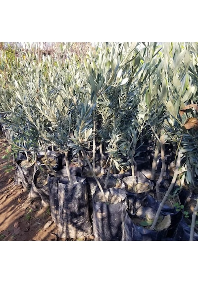 Kırmalık ve Çizmelik Akhisar Uslu Zeytin Fidanı