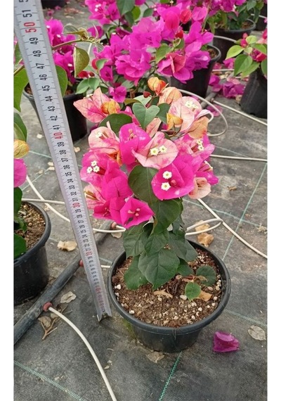 Videolu Ebruli Renk Sarmaşık Begonvil Çiçeği 35 50 Cm 1 Adet Saksılı Çiçekli Bitki Bougainvillea