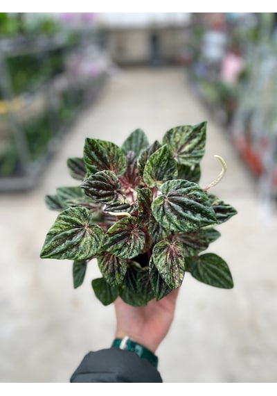 Peperomia Caperata 'buenos Aires' Zümrüt Dalgası Çiçeği