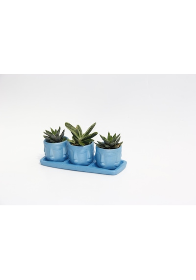 Trio Mavi Adler Sukulent Seti - Haworthia Pumila. Gasteria