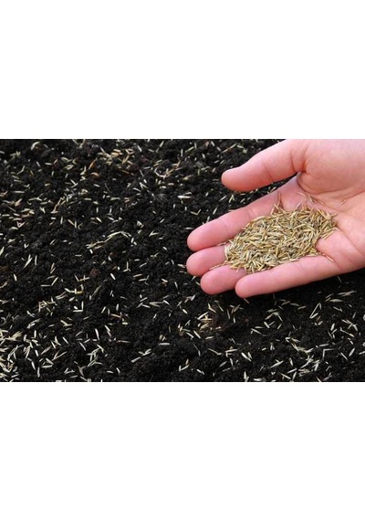 İngiliz Çimi 1 KG İngiliz Çim Tohumu Lolium Perenne
