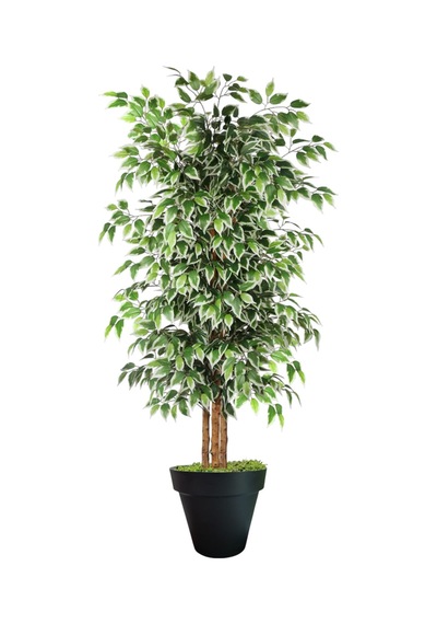 Yapay Ficus Ağaç 150 Cm Siyah Plastik Saksı Yeşil
