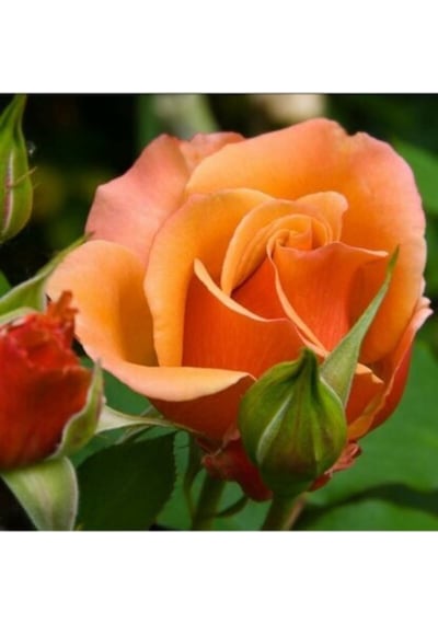 1 Adet Narçiçeği Yediveren Kokulu Gül Fidanı Saksılı 50-80cm Pomegranate Blossom Rose