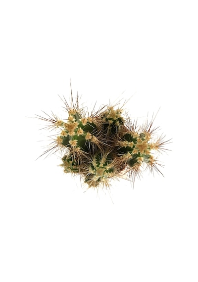 Neocardinazia Herzogiana (Kaktüs) Ø8,5 CM Y10-15 CM