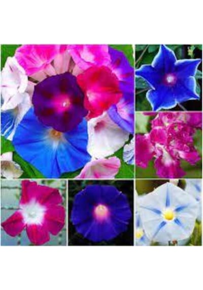 10 Adet Tohum Ipomea Purpurea Çiçeği Tohumu Saksı Toprak Sürpriz Hediye Tohumla Gönderilir