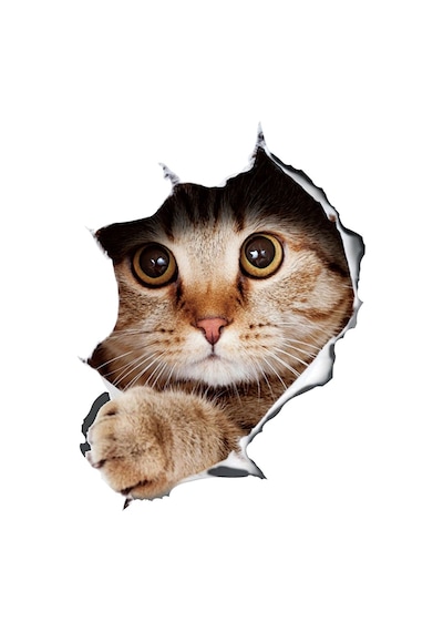 Kedi Sticker 01804
