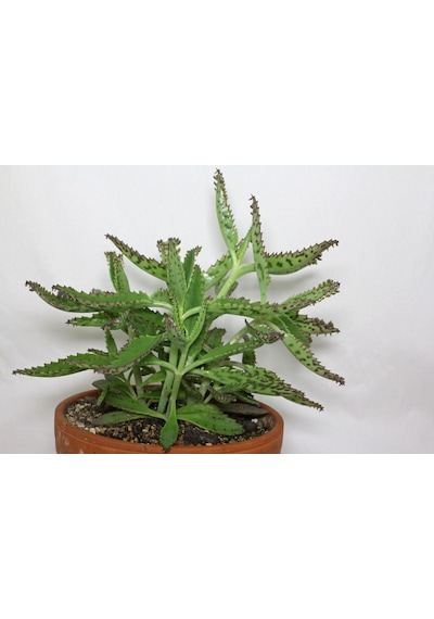 Kalanşo Kalanchoe Çiçeği Fidanı Fidesi 10-20 Cm 4 Adet