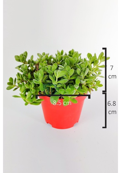 Crassula Rogersii Sarkan Sukulent Minik Yeşil Kadife Yapraklı 8.5