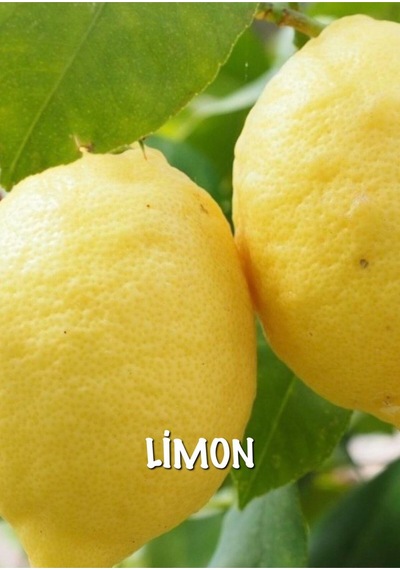 Büyük Limon Fidanı
