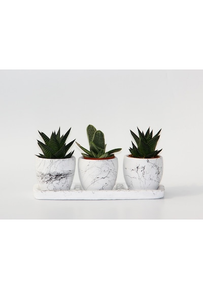 Trio Beyaz Sukulent Seti - Haworthia. Gasteria Obliqua