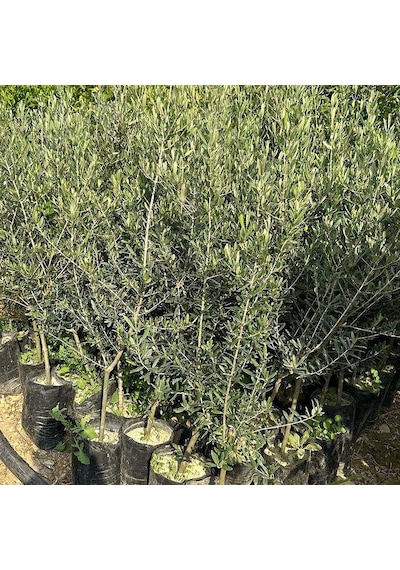 Akhisar Uslu Zeytin Fidanı, Sofralık Siyah Ve Yağlık