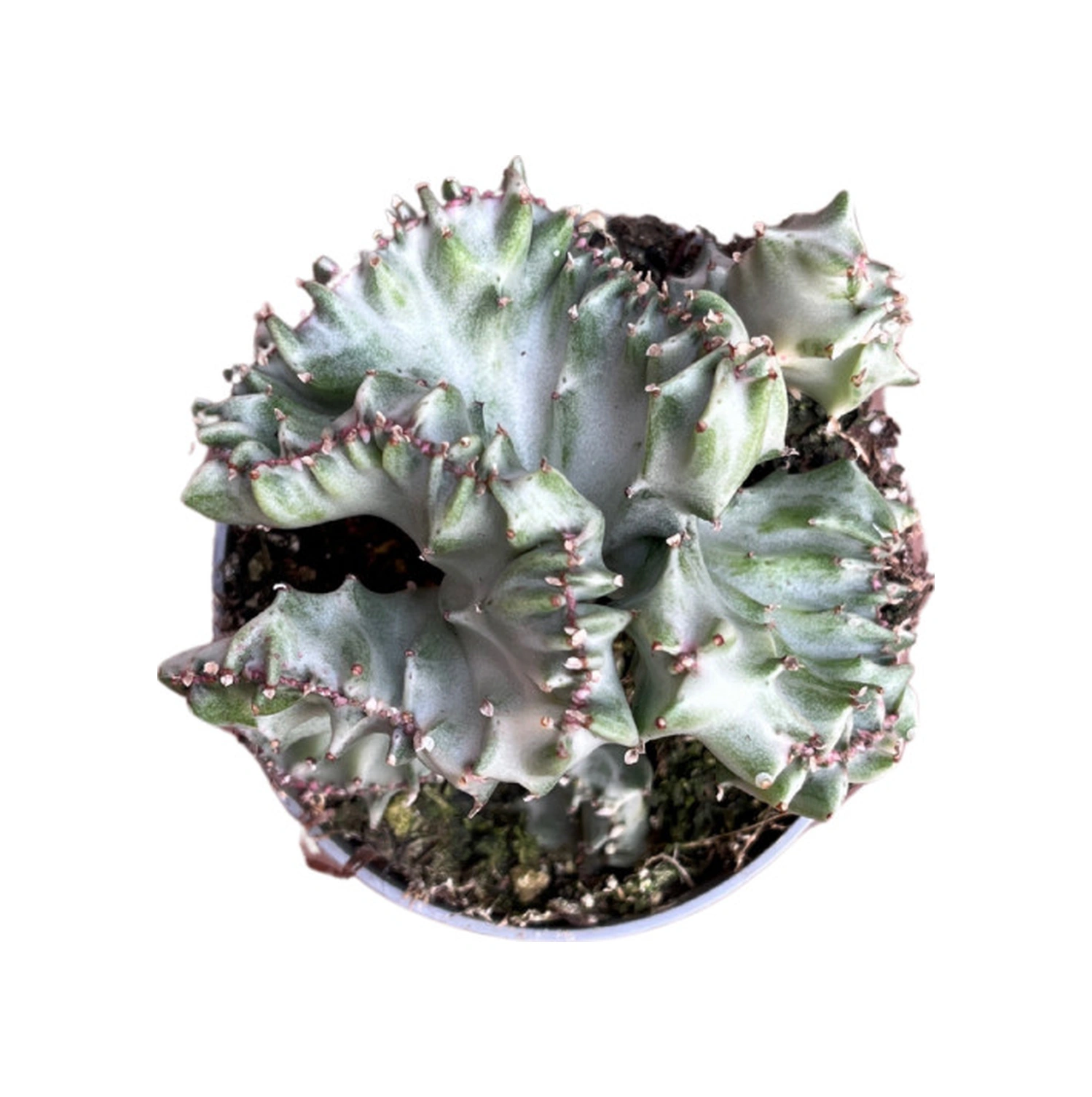 Euphorbia Lactea 'Cristata' (Kaktüs) Ø5,5 CM Y0-10 CM