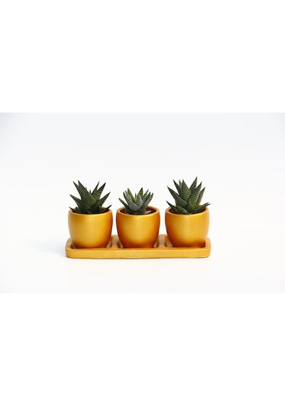 TRİO ORANGE HEDİYELİK SUKULENT SETİ - Haworthia Limifolia - Pumil