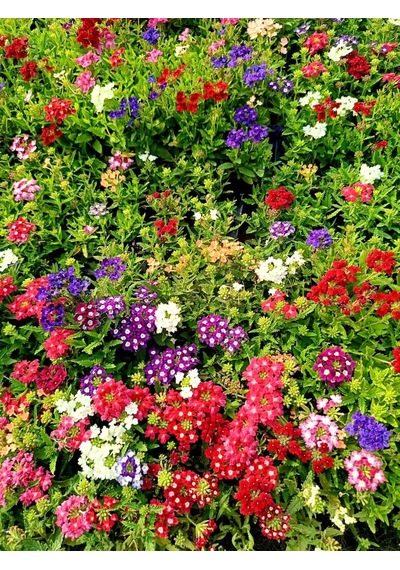 Mine Çiçeği 5 Adet Saksılı - Verbena Yer Minesi