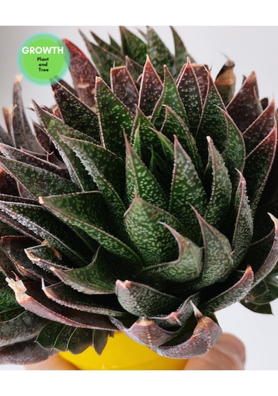 Gasteria Flow Group 1 Adet