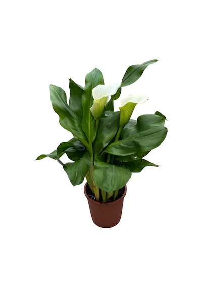 Calla Lilly (4'lü Set) (Gala Çiçeği) Ø12 CM Y35-40 CM