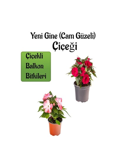 Kırmızı + Ebruli Renk Yeni Gine Cam Güzeli Çiçeği 2 Adet Balkon Bitkisi 10-15cm