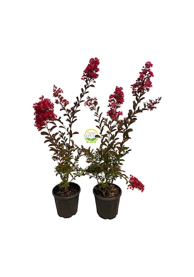 5 Adet Kırmızı Renk Oya Ağacı Fidanı Paketi 'lagerstroemia İndica'