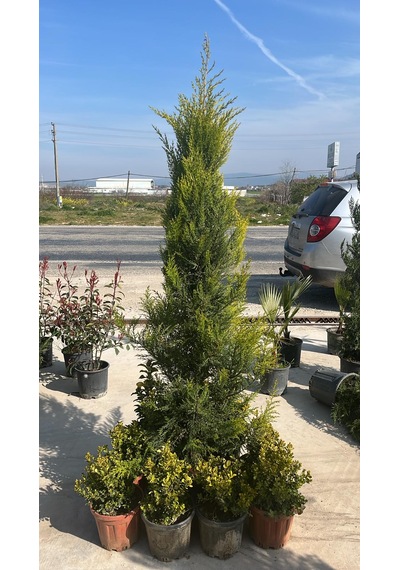 Limoni Servi Ağacı - Cupressus Macrocarpa 'goldcrest'