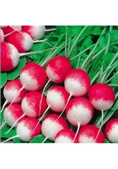 Kırmızı Beyaz Fındık Turp Tohumu 300+ Tohum N118469