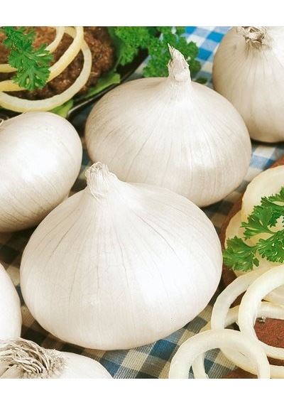 70+ Tatlı İspanyol Beyaz Soğan Tohumu N112710