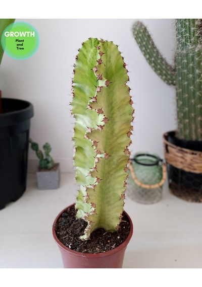 Euphorbia Ammak Kaktüs Ingens Variegata 1 Adet