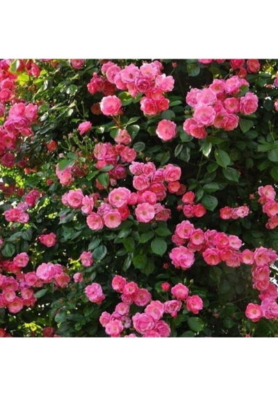Videolu Pembe Sarmaşık Gül Fidanı Yediveren Kokulu 3 Adet Saksılı 80-160cm Climbing Rose