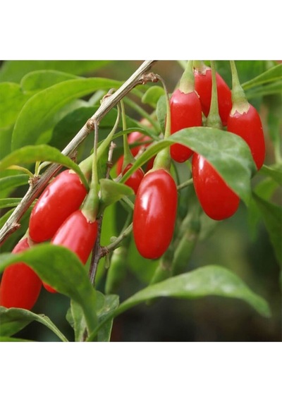 12 Adet Goji Berry Fidanı Nq1 9 Luk Saksıda 12 Ay Dikim Yapılabilir
