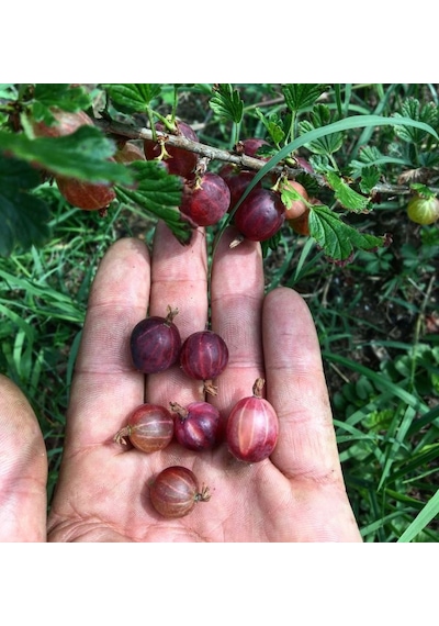 Mini Kivi Fidanı Bahçenize Egzotik Bir Lezzet Şöleni: 2 Yaşında