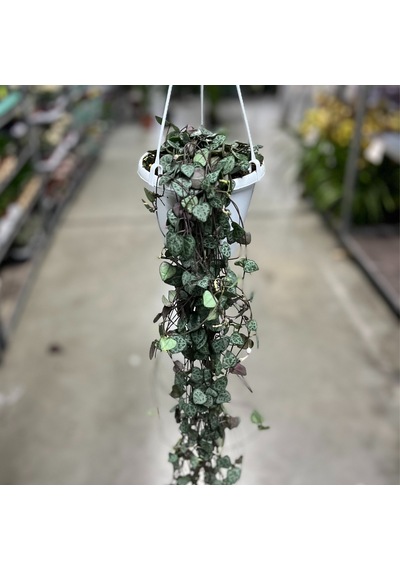 Ceropegia Woodii Kalp Kalbe Karşı Çiçeği Ø14 Cm Y25-30 Cm