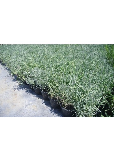 Saksılı Lavanta Fidanı 2 Adet 30-40 Cm lavandula İntermedia N11.27255