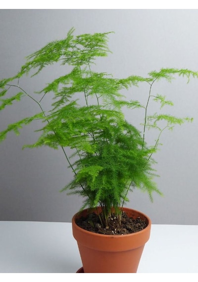 Yabani Tül Kuşkonmaz Çiçeği 1 Adet Saksılı 15-30cm Asparagus Setaceus