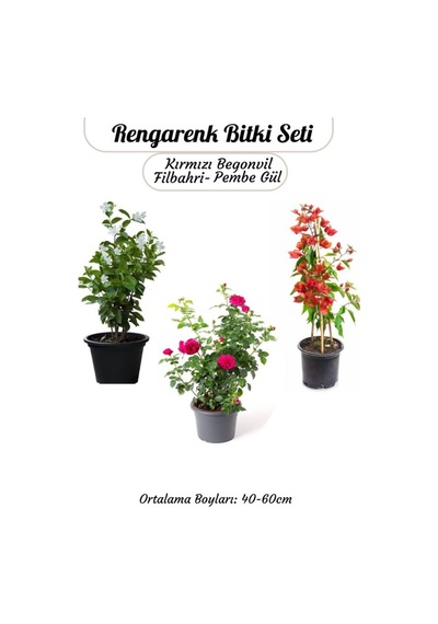 Ağaç Şakayığı -filbahri +kokulu Isparta Gülü+ Kırmızı Renk Begonvil Çiçeği