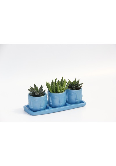 Trio Mavi Adler Sukulent Seti - Haworthia. Huernia