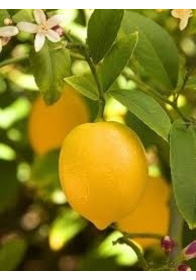 Mayer Limon  Fidanı