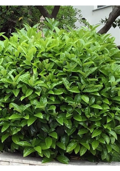 Kartopu Çiçeği Fidanı Ithal 1 Adet Saksılı 50-80 Cm Viburnum Lucidum