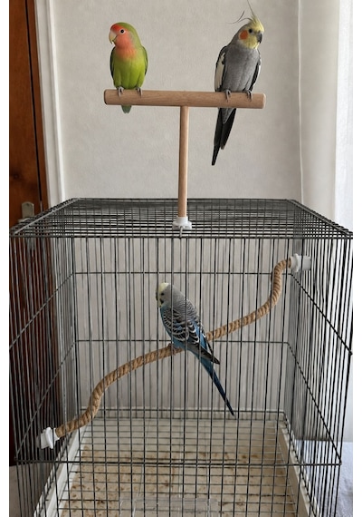 Mivra Pets 2'li Esnek Kuş Tüneği Seti 90 Cm Ahşap Jüt