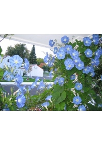 10+Sabah Sefası Heavenly Blue Tohumu N11439