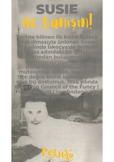 Petjoo 3.Susie Sarı-Gri Qr'lı Kedi Künyesi