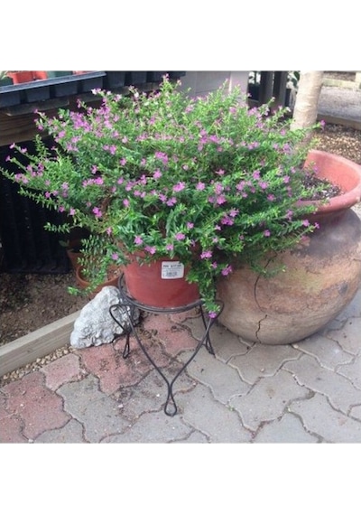 Kufeya Cennet Çiçeği Pembe Fidanı 10-20 Cm