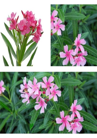 Pembe Çiçekli Zakkum Fidanı 40-60 Cm Tüplü Çiçekli Bodur Bitkiler Pink Oleander