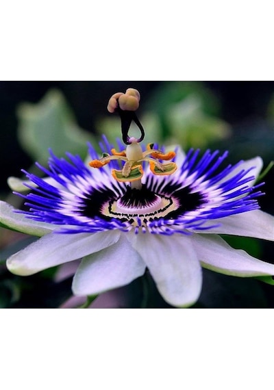 Passiflora Çiçeği Tohumu 5+ Tohum Çarkıfelek Çiçeği Tohumları Saksı Ve Bahçe Yetiştiriciliğine Uygu Diğer