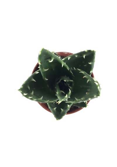 Aloe Mitriformis (Kaktüs) Ø8,5 CM Y15-20 CM