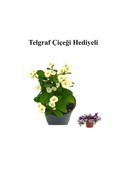Beyaz Çiçekli Kaktüs Milli Dikenler Tacı Sevgililer Gününe Özel Telgraf Hediyeli