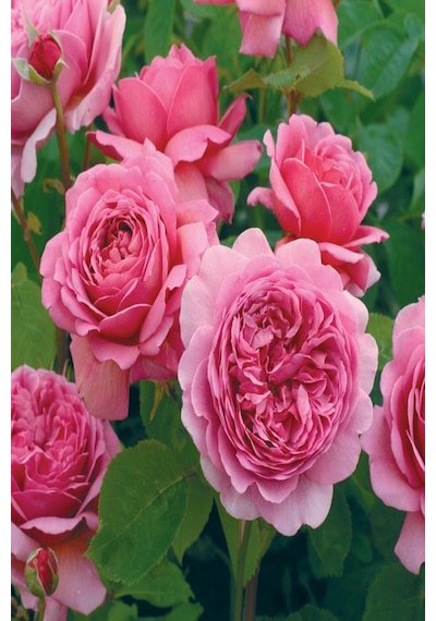 Serada Decor & Plant Tüplü Aşılı Pink Antike Star Yediveren Gül Fidanı