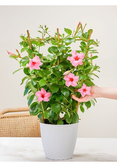 Pembe Çiçekli Mandevilla 30 60 Cm Sandavilla Bahçe Ve Balkon İçin Zarif Sarmaşık