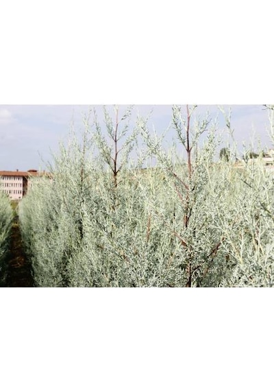 Mavi Arizona Servisi Tohumu 200 GR 16 000 Adet