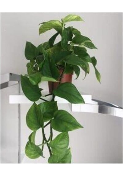 Salon Sarmaşığı Pothos Çiçeği Patos Çiçeği 10-20 Cm