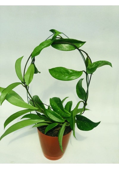 Hoya Pink 20-30 Cm Kokulu Mum Çiçeği Bitkisi Koleksiyon Serisi